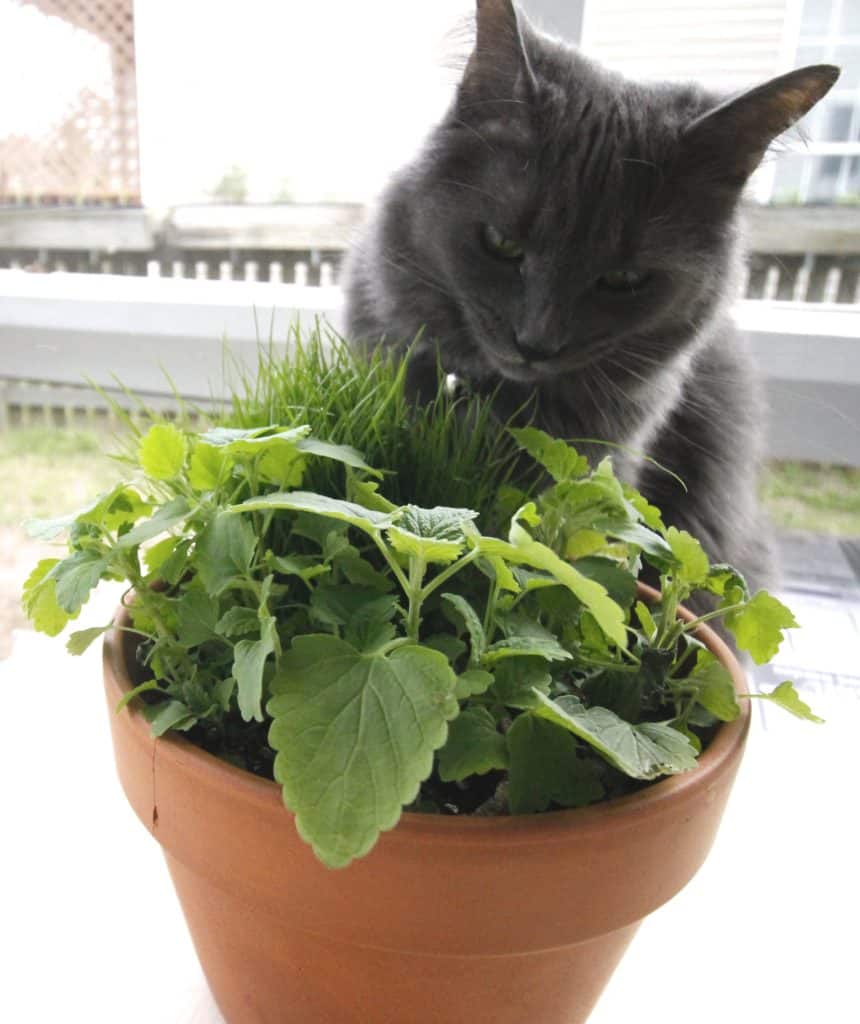 DIY Pet Grass & Cat Nip Cat Garden - Charleston Crafted