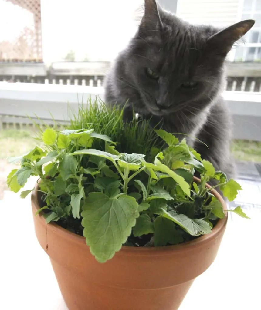 DIY Pet Grass & Cat Nip Cat Garden - Charleston Crafted