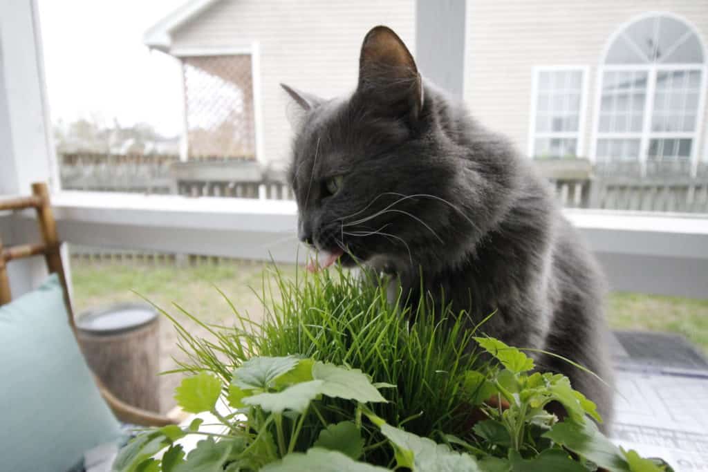 DIY Pet Grass & Cat Nip Cat Garden - Charleston Crafted