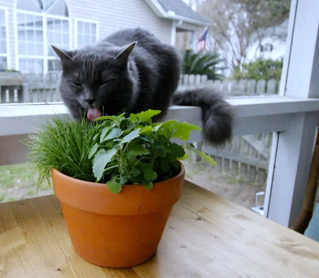 DIY Pet Grass & Cat Nip Cat Garden - Charleston Crafted