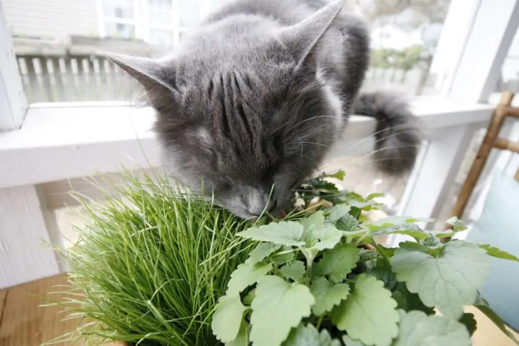 DIY Pet Grass & Cat Nip Cat Garden - Charleston Crafted