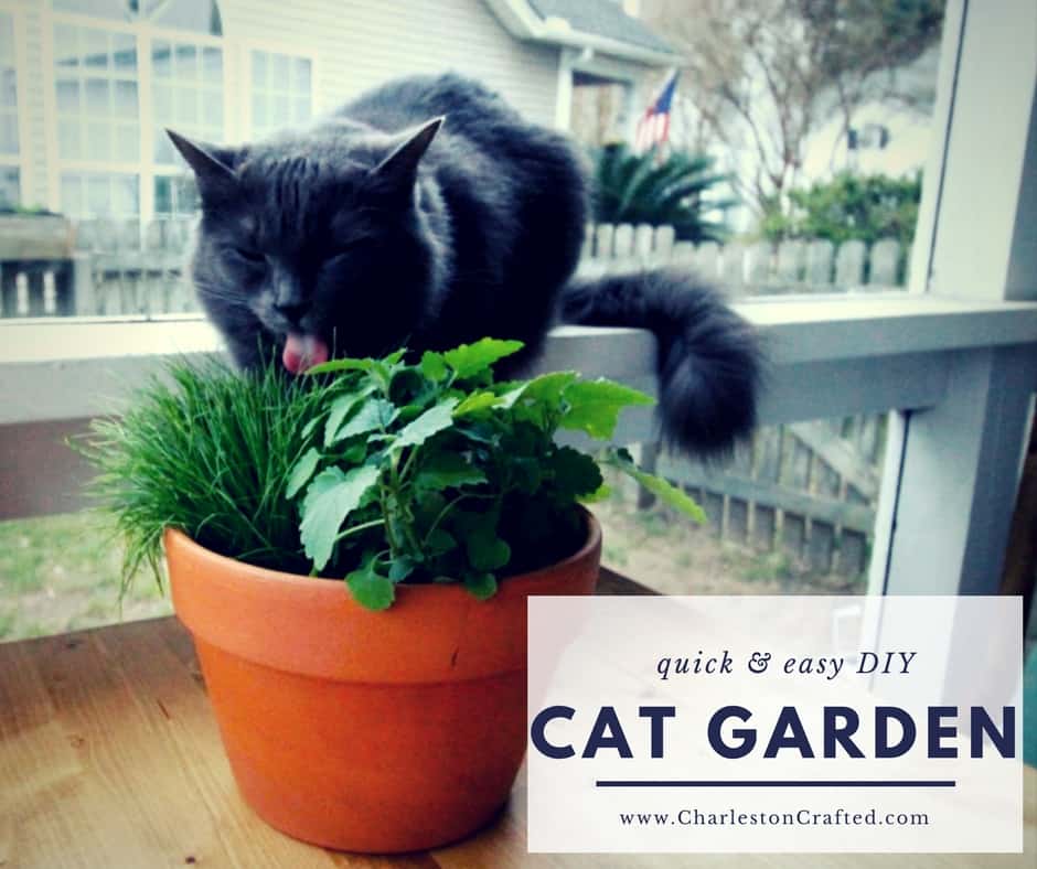 DIY Pet Grass & Cat Nip Cat Garden - Charleston Crafted