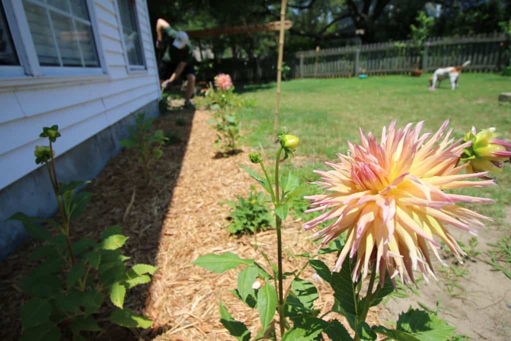 Garden Update - Charleston Crafted