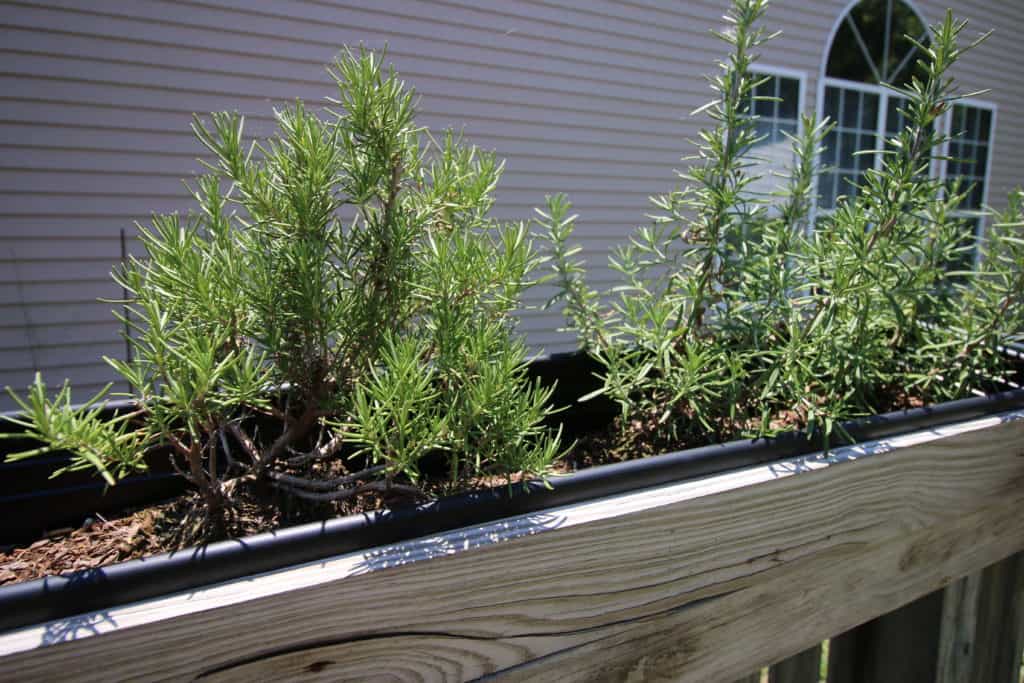 Rosemary Garden Update - Charleston Crafted