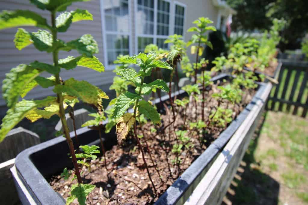 Mint Garden Update - Charleston Crafted