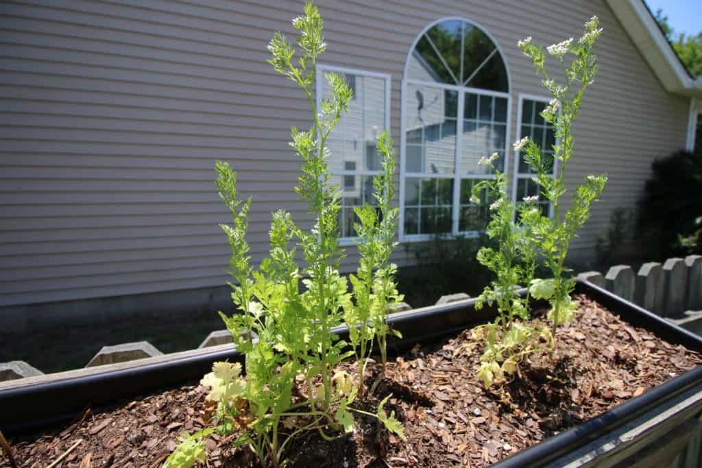 Cilantro Garden Update - Charleston Crafted