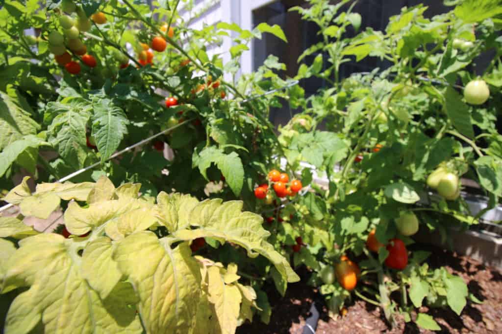 TOMATO Garden Update - Charleston Crafted