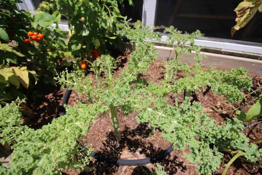 KALE Garden Update - Charleston Crafted