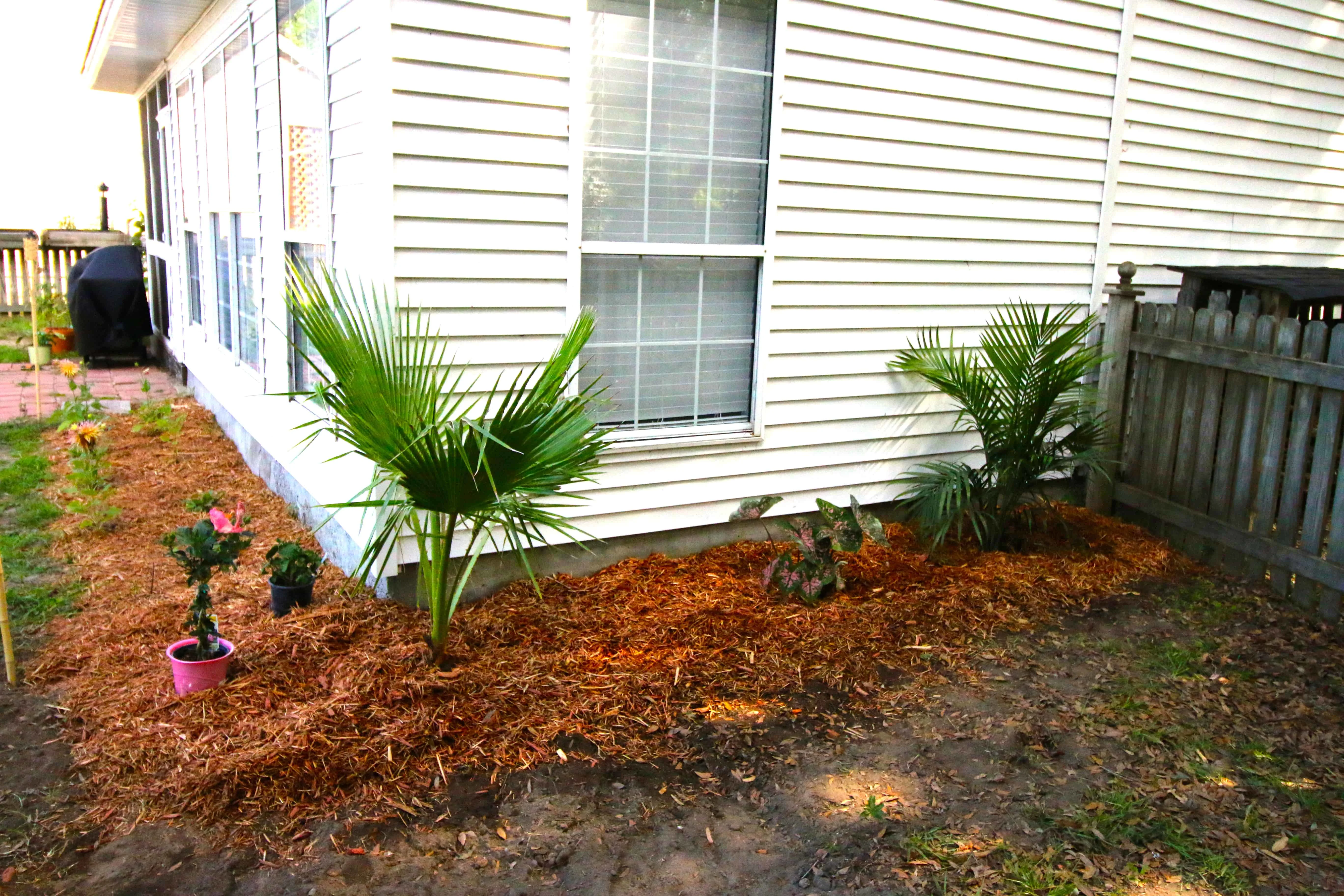 Tropical Yard Update - Charleston Crafted