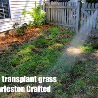 How to transplant grass