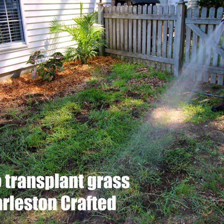 How to transplant grass