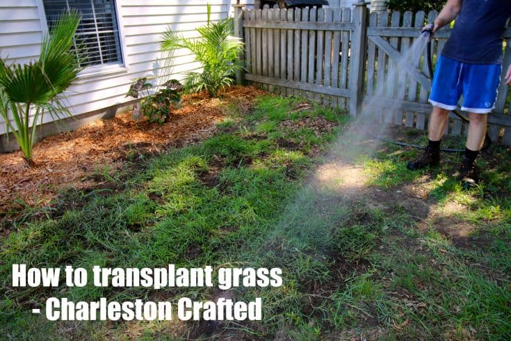 How to transplant grass - Charleston Crafted