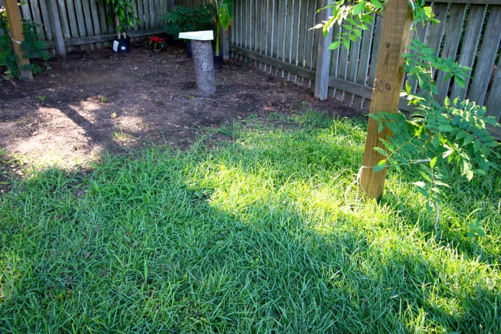 How to Transplant Grass - Charleston Crafted