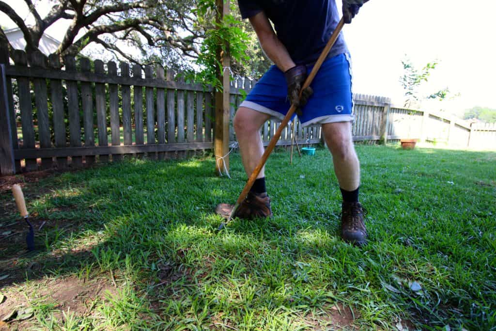 How to transplant grass - Charleston Crafted