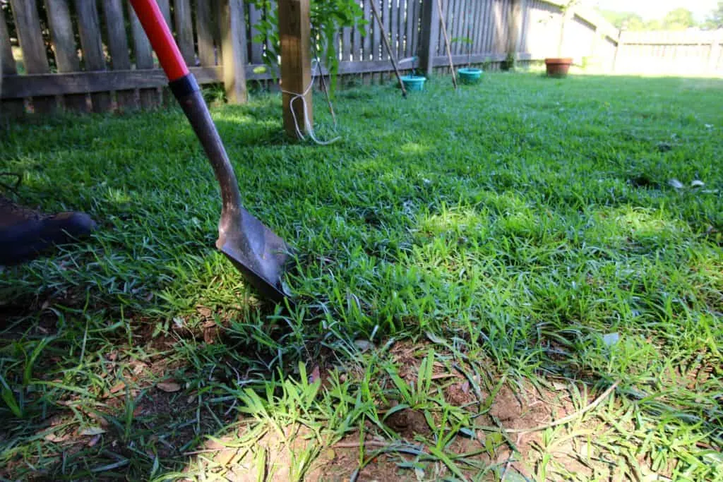 How to transplant grass - Charleston Crafted