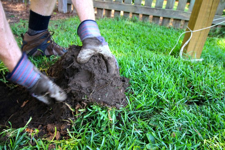 How to transplant grass - Charleston Crafted