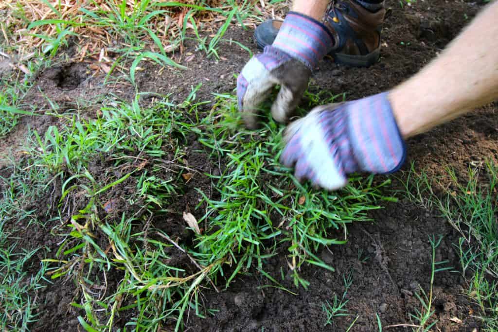 How to transplant grass - Charleston Crafted