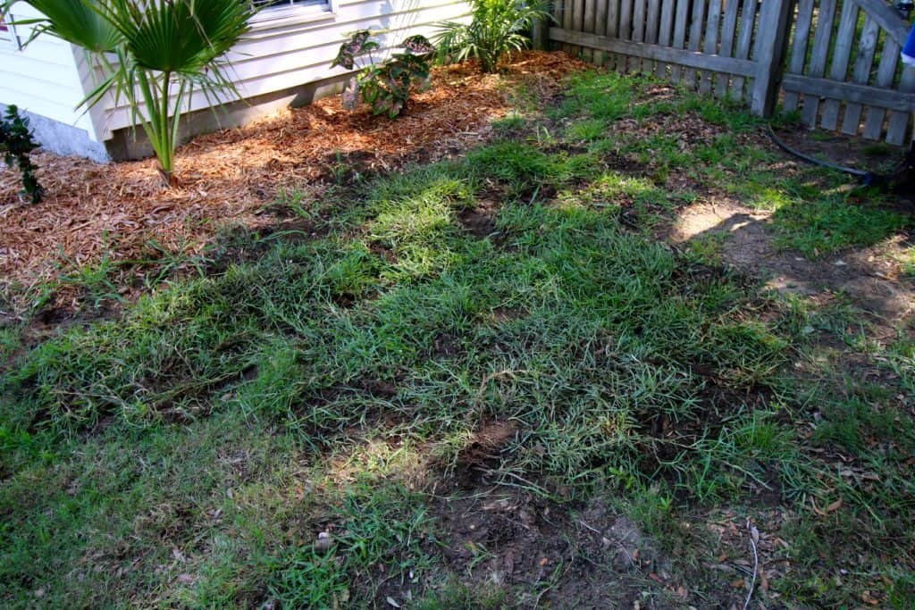 How to transplant grass - Charleston Crafted