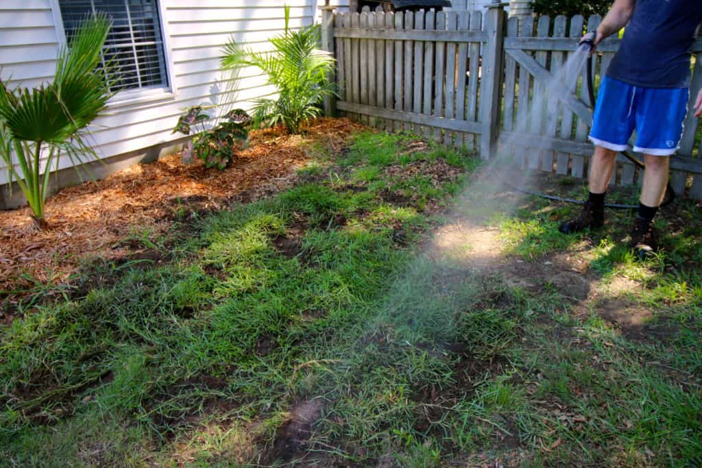 How to transplant grass - Charleston Crafted