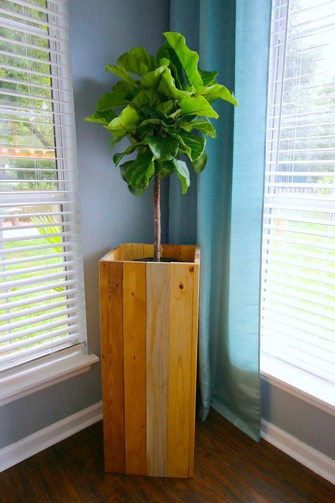 DIY Elevated Plant Stand for Fiddle Leaf Figs and Other Indoor Plants - Charleston Crafted