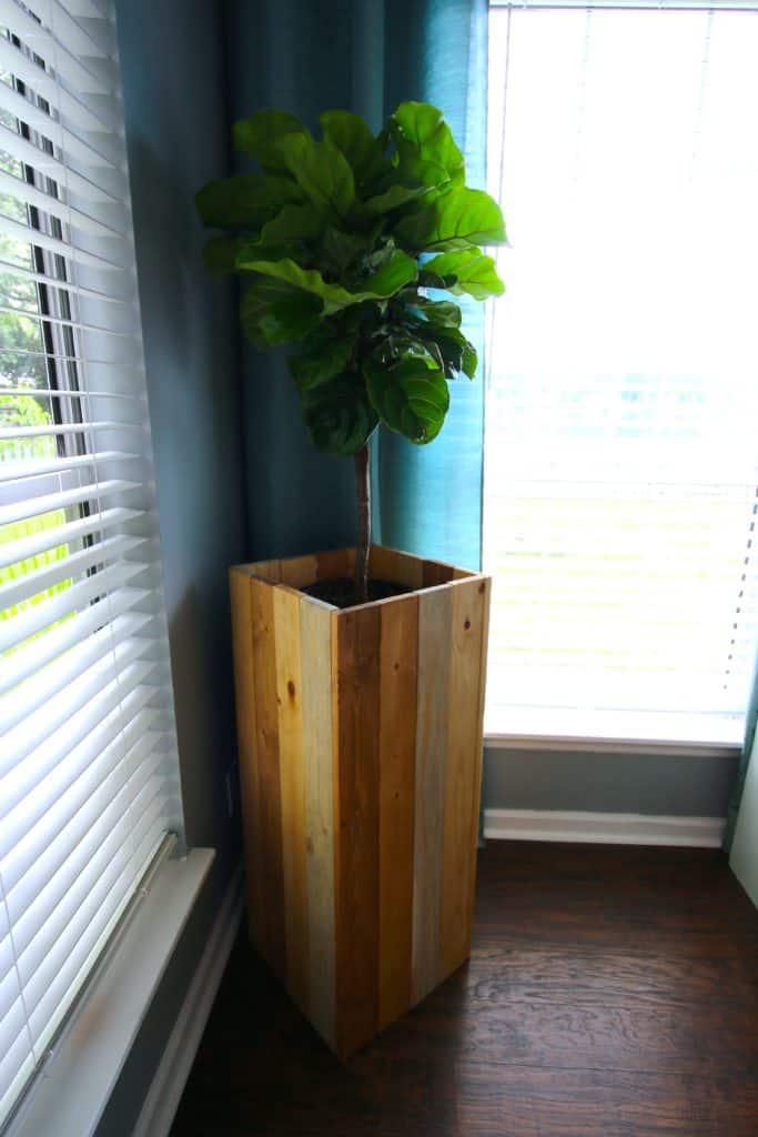 DIY Elevated Plant Stand for Fiddle Leaf Figs and Other Indoor Plants - Charleston Crafted