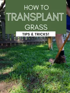 How to transplant grass - Charleston Crafted