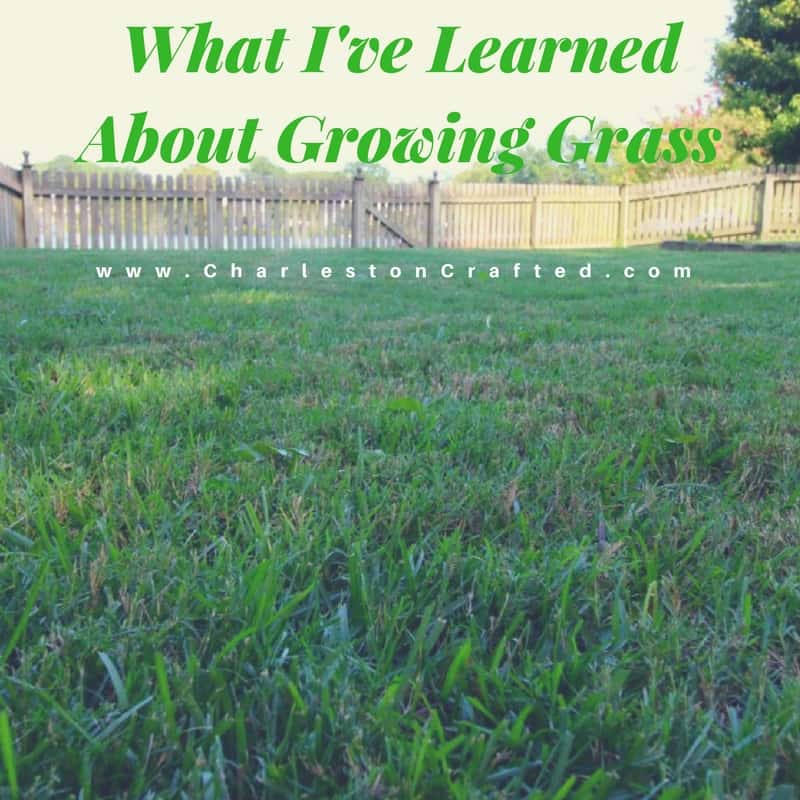 What I've Learned About Growing Grass - Charleston Crafted