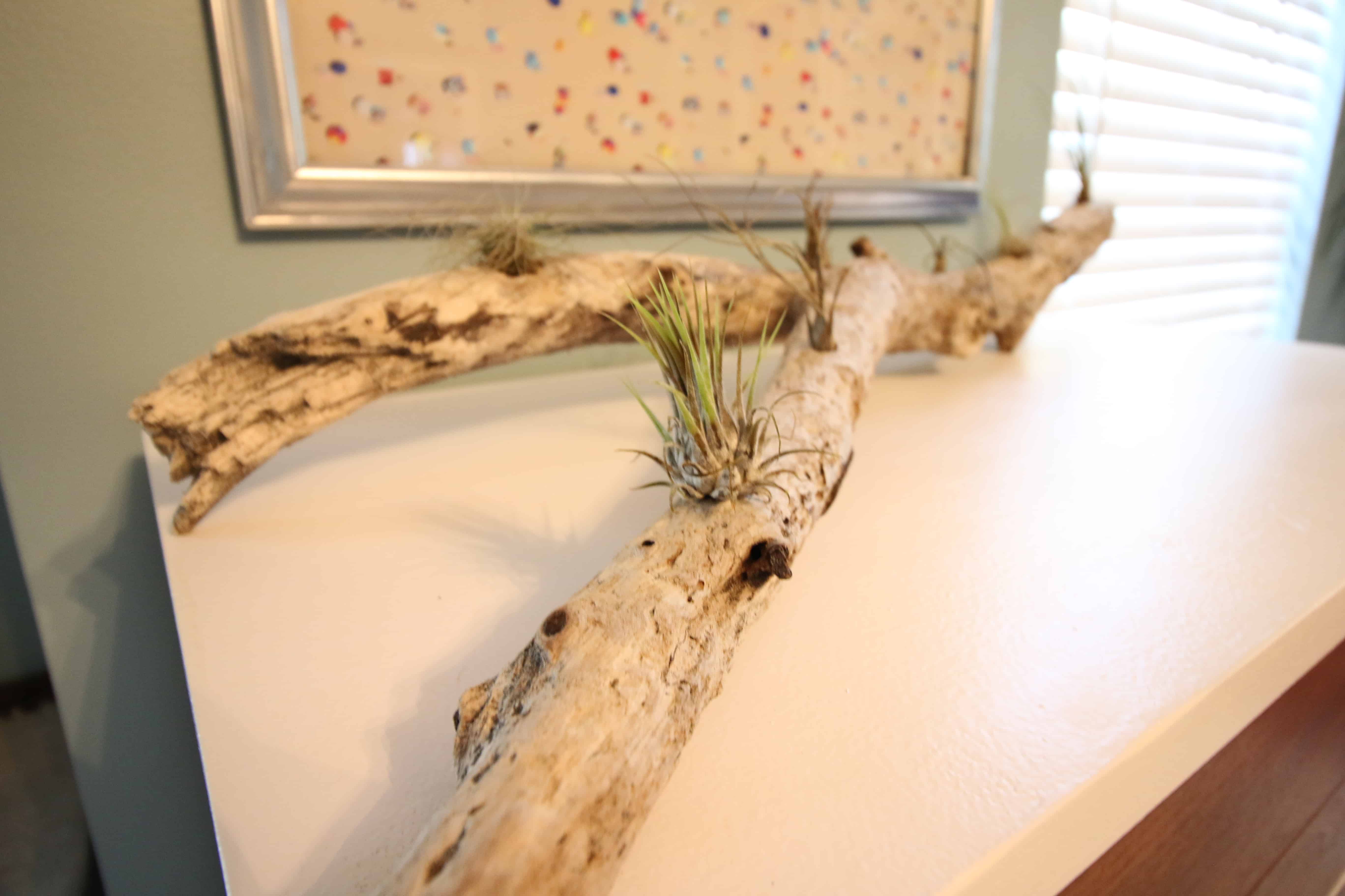 DIY Driftwood Air Plant Planter - Charleston Crafted