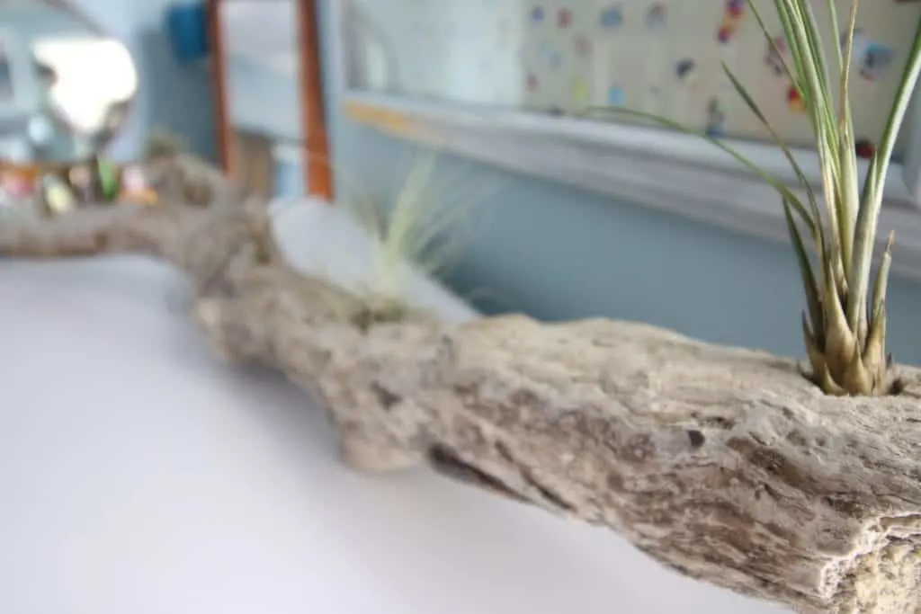 DIY Driftwood Air Plant Planter - Charleston Crafted