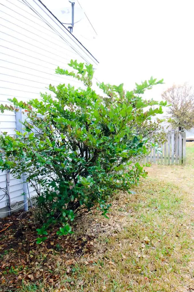 Why we got a Rubbermaid Roughneck Storage Shed via Charleston Crafted