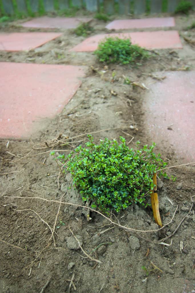 Garden Paver Walkway - Charleston Crafted