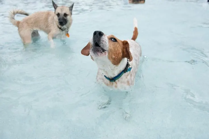 CiCi at the waterpark dog days