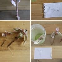 How to propagate waffle plants