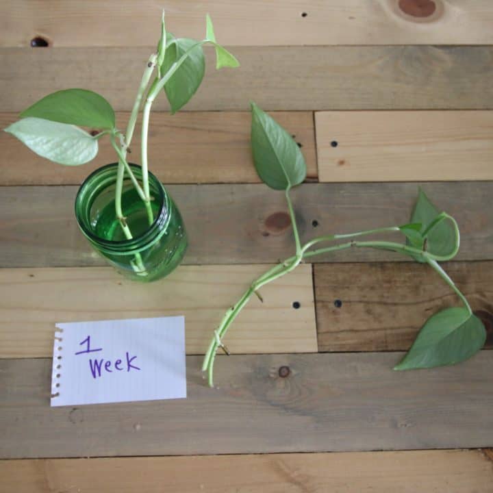 How to propagate plants in water