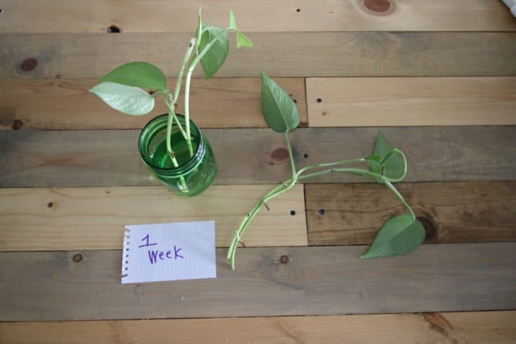 pothos cuttings after 1 week