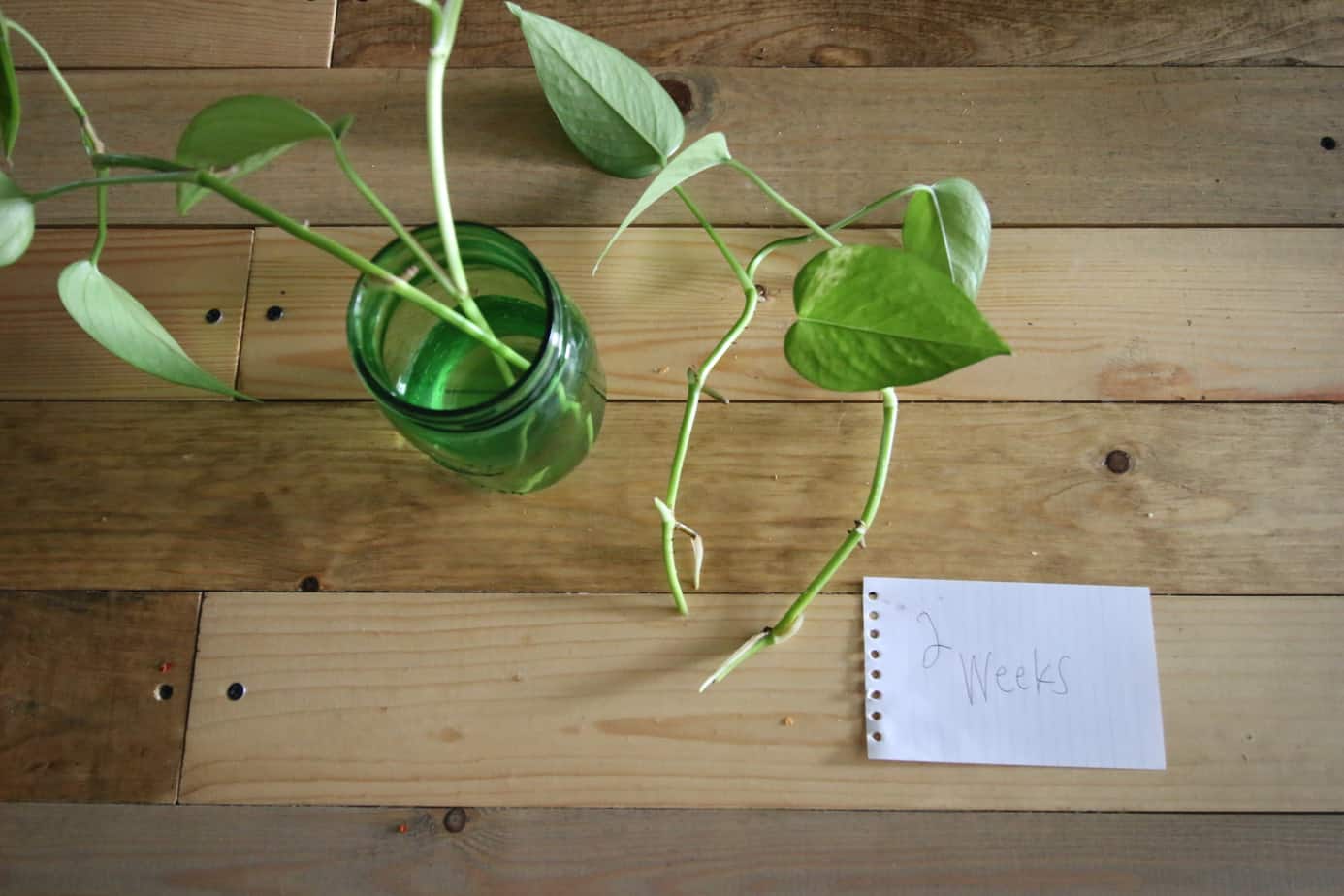 how to propagate pothos