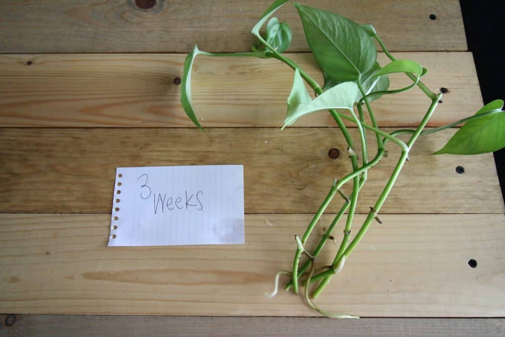 pothos cuttings rooted for 3 weeks