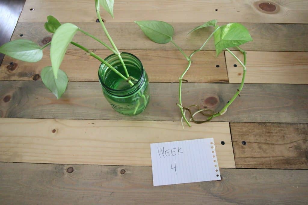 pothos cuttings rooted for 4 weeks