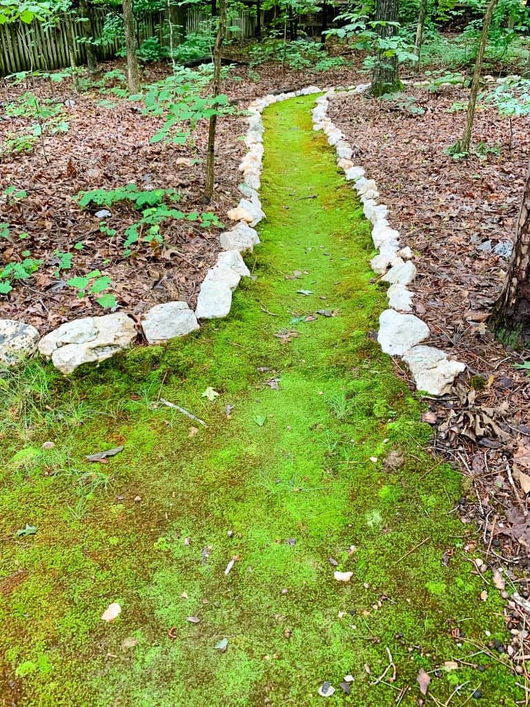 how to grow a moss lawn
