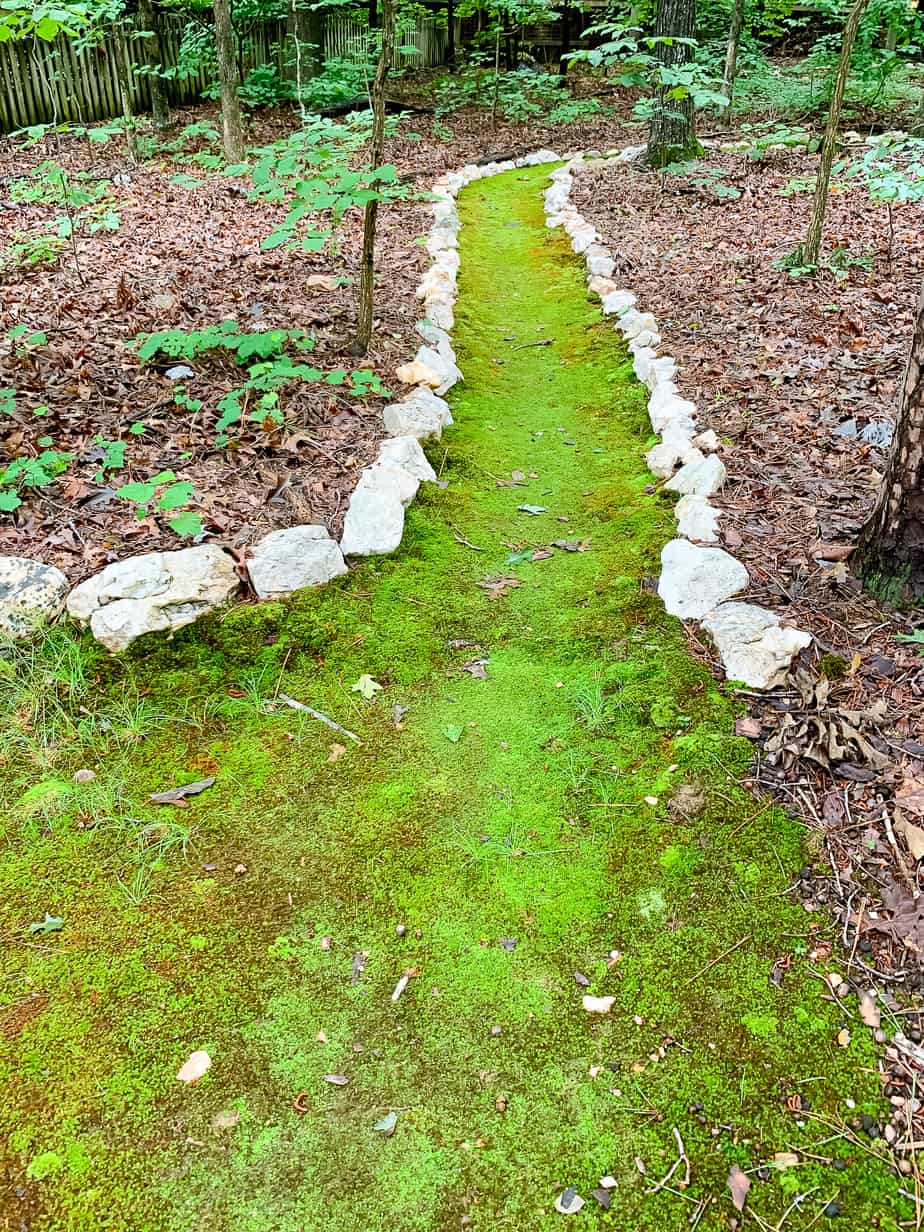How to grow moss in your yard