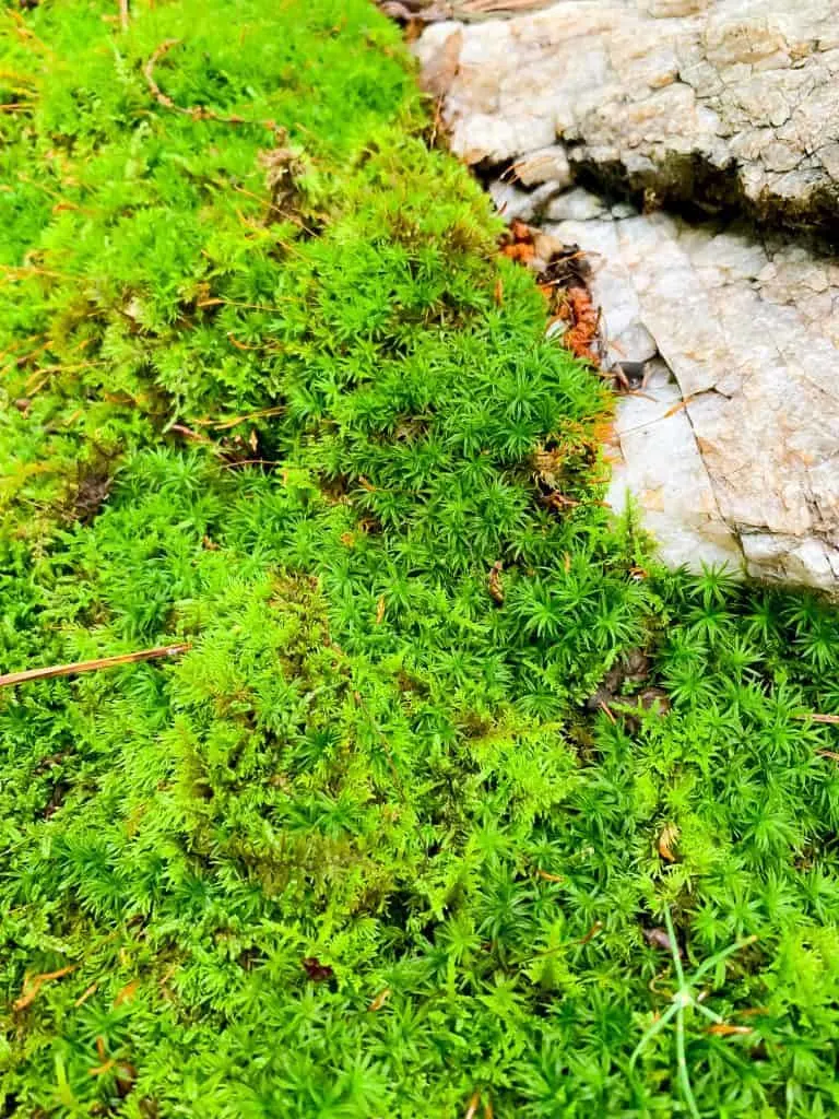 how to grow a moss path