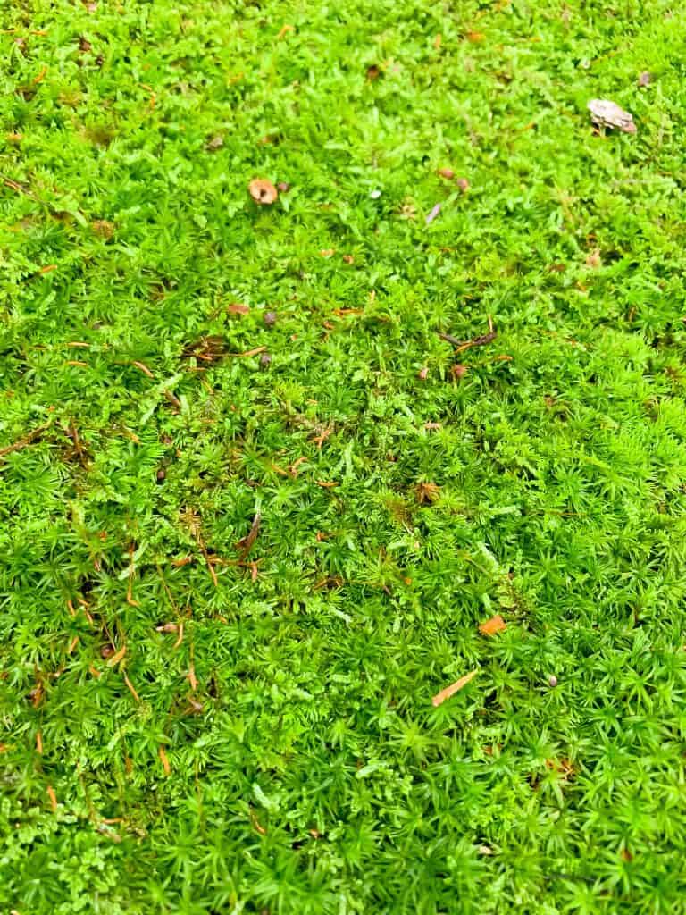 moss lawn