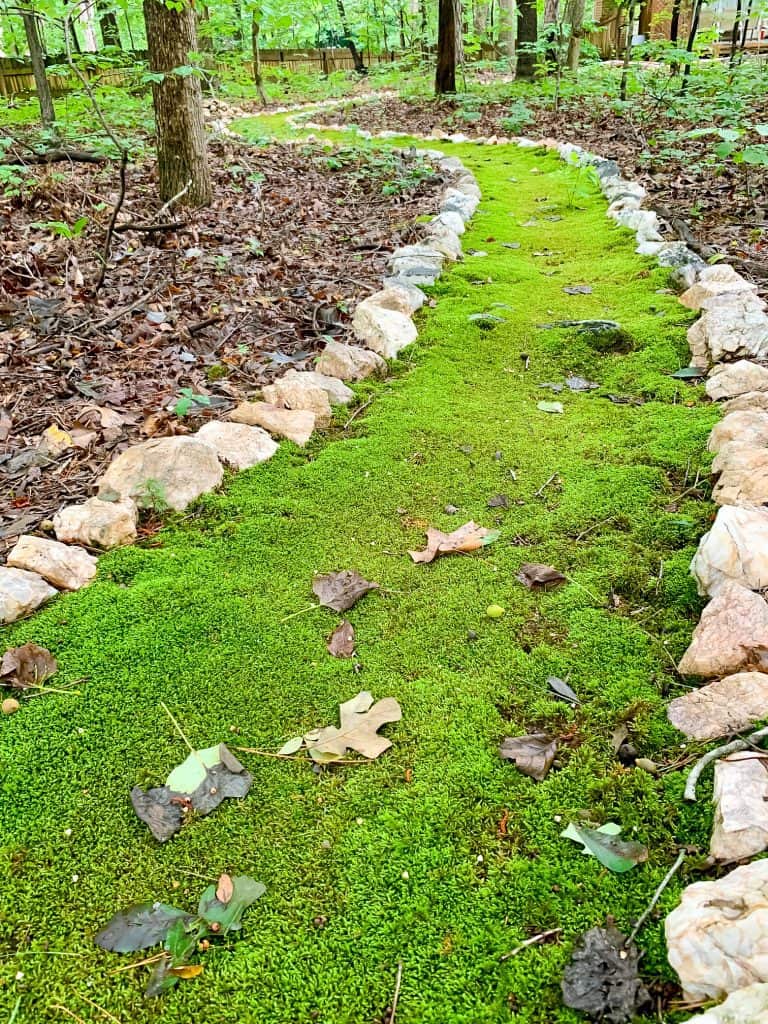 how to grow a moss path