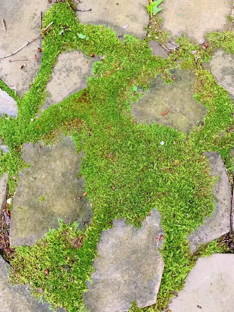 how to grow a moss path