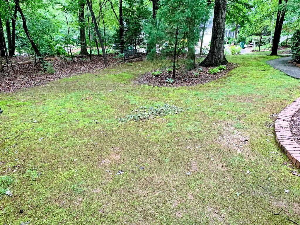 moss lawn