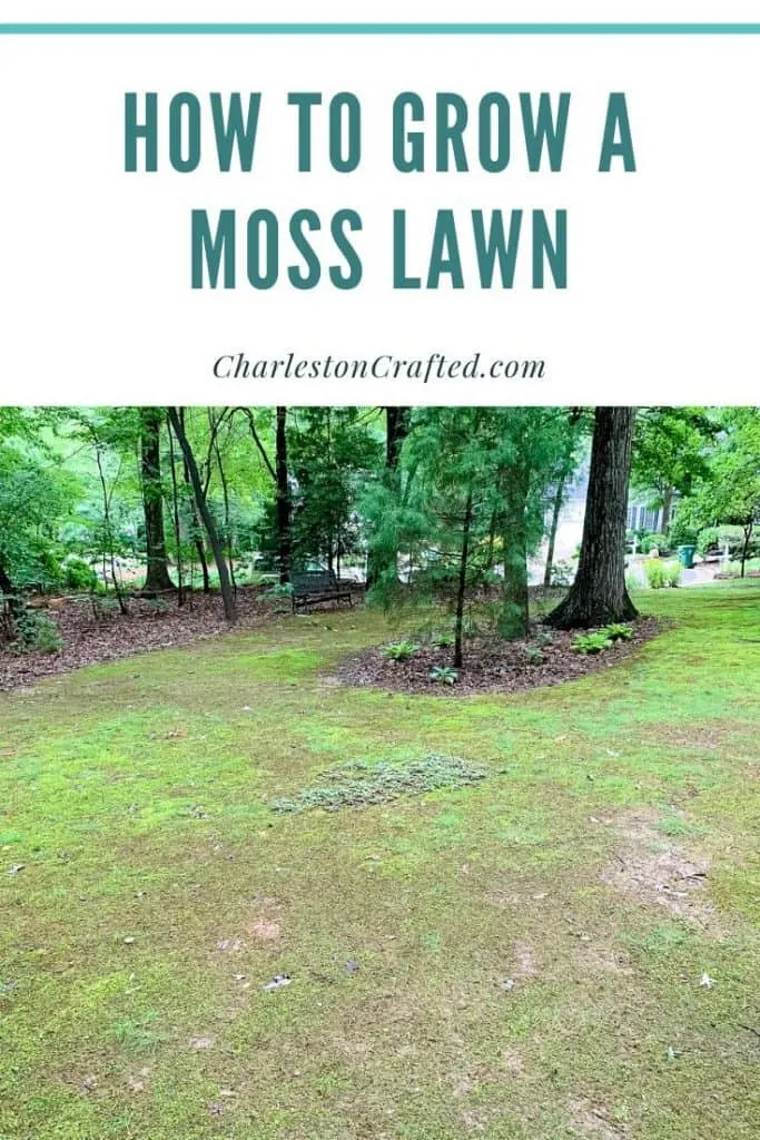 how to grow a moss lawn