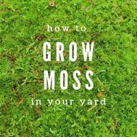 How to grow moss in your yard