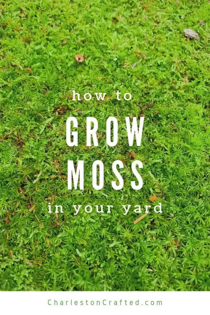how to grow moss in your yard