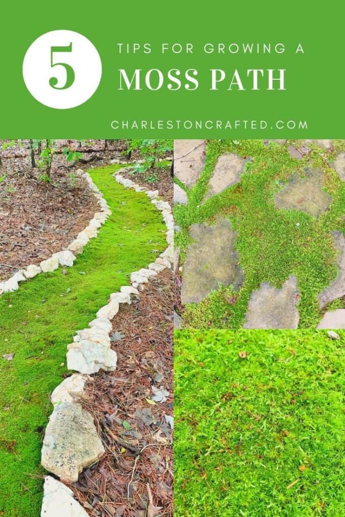 tips for growing a moss path