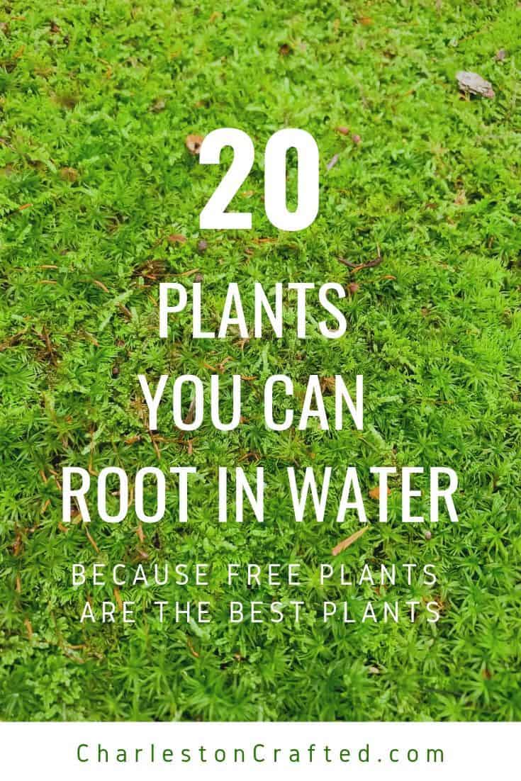 20 plants you can root in water